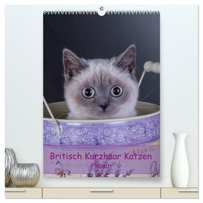 Britisch Kurzhaar Katzen – Planer (hochwertiger Premium Wandkalender 2024 DIN A2 hoch), Kunstdruck in Hochglanz von Wejat-Zaretzke,  Gabriela