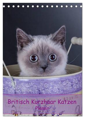 Britisch Kurzhaar Katzen – Planer (Tischkalender 2024 DIN A5 hoch), CALVENDO Monatskalender von Wejat-Zaretzke,  Gabriela