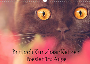 Britisch Kurzhaar Katzen – Poesie fürs Auge (Wandkalender 2023 DIN A3 quer) von Bürger Wabi-Sabi Tierfotografie,  Janina