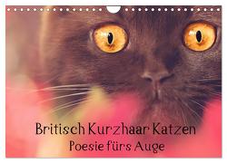 Britisch Kurzhaar Katzen – Poesie fürs Auge (Wandkalender 2024 DIN A4 quer), CALVENDO Monatskalender von Bürger Wabi-Sabi Tierfotografie,  Janina