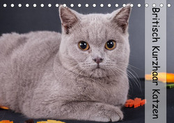 Britisch Kurzhaar Katzen (Tischkalender 2023 DIN A5 quer) von Wejat-Zaretzke,  Gabriela