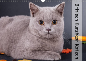 Britisch Kurzhaar Katzen (Wandkalender 2023 DIN A3 quer) von Wejat-Zaretzke,  Gabriela