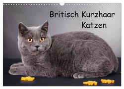 Britisch Kurzhaar Katzen (Wandkalender 2024 DIN A3 quer), CALVENDO Monatskalender von Wejat-Zaretzke,  Gabriela