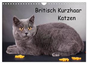 Britisch Kurzhaar Katzen (Wandkalender 2024 DIN A4 quer), CALVENDO Monatskalender von Wejat-Zaretzke,  Gabriela