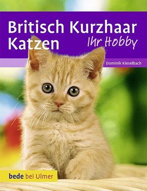 Britisch Kurzhaar Katzen von Betz,  Heidi, Kieselbach,  Dominik