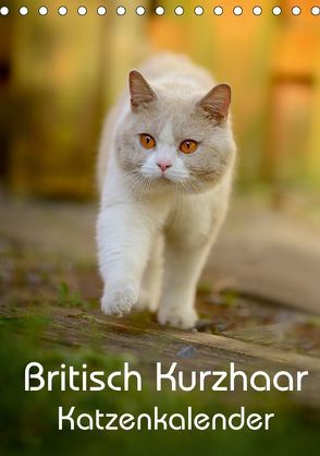 Britisch Kurzhaar Katzenkalender (Tischkalender 2019 DIN A5 hoch) von Noack,  Nicole