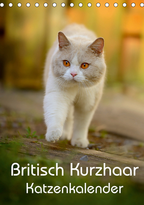Britisch Kurzhaar Katzenkalender (Tischkalender 2020 DIN A5 hoch) von Noack,  Nicole