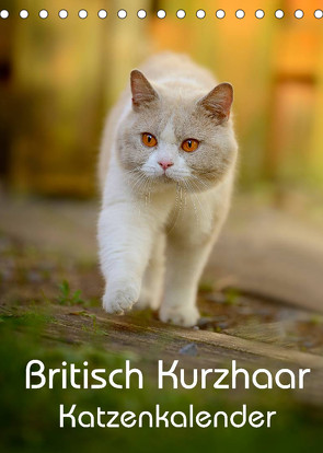 Britisch Kurzhaar Katzenkalender (Tischkalender 2023 DIN A5 hoch) von Noack,  Nicole