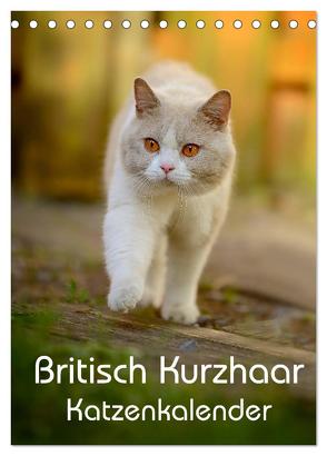 Britisch Kurzhaar Katzenkalender (Tischkalender 2024 DIN A5 hoch), CALVENDO Monatskalender von Noack,  Nicole