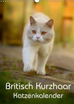 Britisch Kurzhaar Katzenkalender (Wandkalender 2018 DIN A3 hoch) von Noack,  Nicole