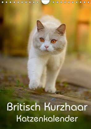 Britisch Kurzhaar Katzenkalender (Wandkalender 2018 DIN A4 hoch) von Noack,  Nicole