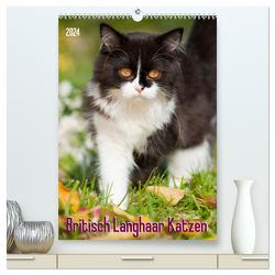 Britisch Langhaar Katzen (hochwertiger Premium Wandkalender 2024 DIN A2 hoch), Kunstdruck in Hochglanz von Dzierzawa,  Judith