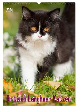 Britisch Langhaar Katzen (Wandkalender 2024 DIN A2 hoch), CALVENDO Monatskalender von Dzierzawa,  Judith