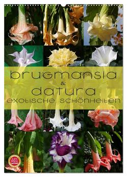 Brugmansia & Datura – Exotische Schönheiten (Wandkalender 2024 DIN A2 hoch), CALVENDO Monatskalender von Cross,  Martina