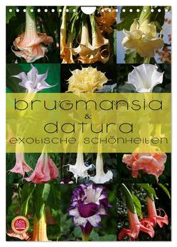 Brugmansia & Datura – Exotische Schönheiten (Wandkalender 2024 DIN A4 hoch), CALVENDO Monatskalender von Cross,  Martina