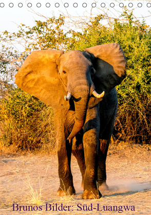 Brunos Bilder: Süd-Luangwa (Tischkalender 2019 DIN A5 hoch) von Pohl,  Bruno