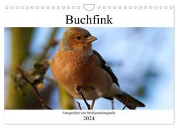 Buchfink – Fotografiert von Ostfriesenfotografie (Wandkalender 2024 DIN A4 quer), CALVENDO Monatskalender von Betten - Ostfriesenfotografie,  Christina