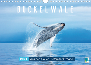 Buckelwale: Aus den blauen Tiefen der Ozeane (Wandkalender 2021 DIN A4 quer) von CALVENDO