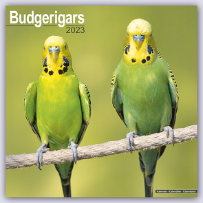 Budgerigars – Wellensittiche 2023 – 16-Monatskalender
