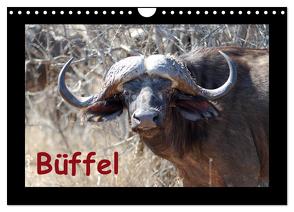Büffel (Wandkalender 2024 DIN A4 quer), CALVENDO Monatskalender von Ohm,  Britta