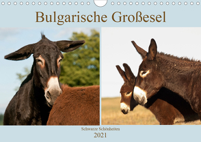 Bulgarische Großesel – Schwarze Schönheiten (Wandkalender 2021 DIN A4 quer) von Bölts,  Meike