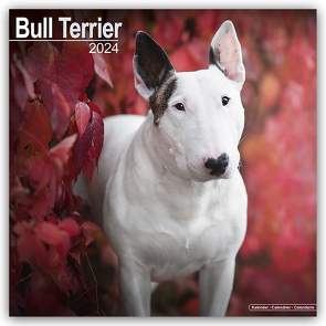 Bull Terrier – Bull Terrier 2024 – 16-Monatskalender