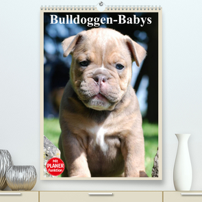 Bulldoggen-Babys (Premium, hochwertiger DIN A2 Wandkalender 2023, Kunstdruck in Hochglanz) von Stanzer,  Elisabeth