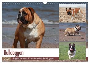 Bulldoggen – Englische und Französische Bulldoggen (Wandkalender 2024 DIN A3 quer), CALVENDO Monatskalender von Chawera,  Chawera