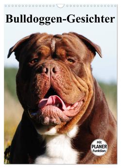 Bulldoggen-Gesichter (Wandkalender 2024 DIN A3 hoch), CALVENDO Monatskalender von Stanzer,  Elisabeth