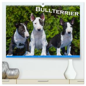 Bullterrier (hochwertiger Premium Wandkalender 2024 DIN A2 quer), Kunstdruck in Hochglanz von Bullterrier,  Bullterrier