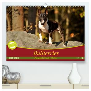 Bullterrier, Powerpakete auf 4 Pfoten (hochwertiger Premium Wandkalender 2024 DIN A2 quer), Kunstdruck in Hochglanz von Janetzek,  Yvonne