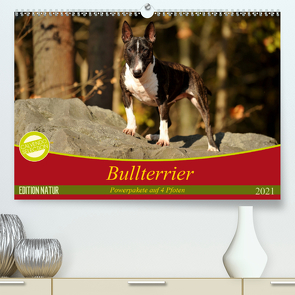 Bullterrier, Powerpakete auf 4 Pfoten (Premium, hochwertiger DIN A2 Wandkalender 2021, Kunstdruck in Hochglanz) von Janetzek,  Yvonne