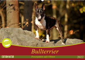Bullterrier, Powerpakete auf 4 Pfoten (Wandkalender 2022 DIN A2 quer) von Janetzek,  Yvonne