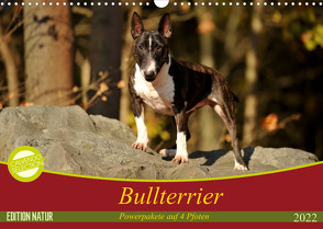 Bullterrier, Powerpakete auf 4 Pfoten (Wandkalender 2022 DIN A3 quer) von Janetzek,  Yvonne