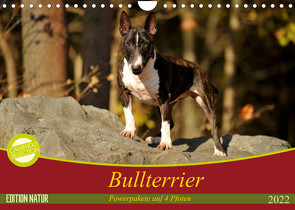 Bullterrier, Powerpakete auf 4 Pfoten (Wandkalender 2022 DIN A4 quer) von Janetzek,  Yvonne