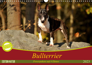 Bullterrier, Powerpakete auf 4 Pfoten (Wandkalender 2023 DIN A3 quer) von Janetzek,  Yvonne