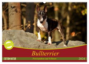 Bullterrier, Powerpakete auf 4 Pfoten (Wandkalender 2024 DIN A2 quer), CALVENDO Monatskalender von Janetzek,  Yvonne