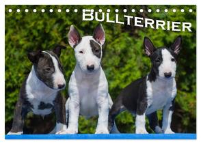 Bullterrier (Tischkalender 2024 DIN A5 quer), CALVENDO Monatskalender von Bullterrier,  Bullterrier