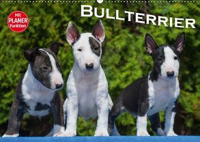 Bullterrier (Wandkalender 2019 DIN A2 quer) von Bullterrier