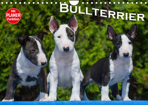 Bullterrier (Wandkalender 2023 DIN A4 quer) von Bullterrier