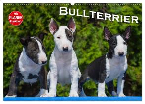 Bullterrier (Wandkalender 2024 DIN A2 quer), CALVENDO Monatskalender von Bullterrier,  Bullterrier