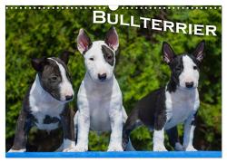 Bullterrier (Wandkalender 2024 DIN A3 quer), CALVENDO Monatskalender von Bullterrier,  Bullterrier