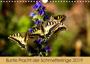 Bunte Pracht der Schmetterlinge (Wandkalender 2019 DIN A4 quer) von Blickwinkel,  Dany´s