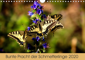 Bunte Pracht der Schmetterlinge (Wandkalender 2020 DIN A4 quer) von Blickwinkel,  Dany´s