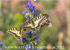 Bunte Pracht der Schmetterlinge (Wandkalender 2023 DIN A2 quer) von Blickwinkel,  Dany´s