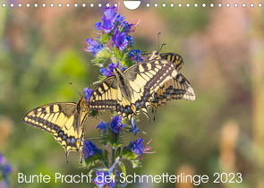 Bunte Pracht der Schmetterlinge (Wandkalender 2023 DIN A4 quer) von Blickwinkel,  Dany´s
