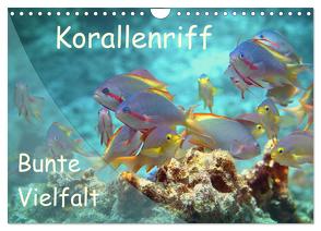 Bunte Vielfalt im Korallenriff (Wandkalender 2024 DIN A4 quer), CALVENDO Monatskalender von Niemann,  Ute