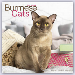 Burmese Cats – Burma Katzen 2023 – 16-Monatskalender