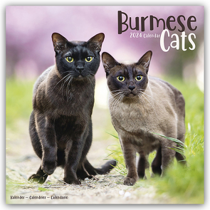 Burmese Cats – Burma Katzen 2024 – 16-Monatskalender