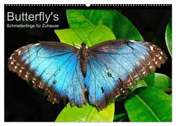 Butterfly’s – Schmetterlinge für Zuhause (Wandkalender 2024 DIN A2 quer), CALVENDO Monatskalender von Bade,  Uwe
